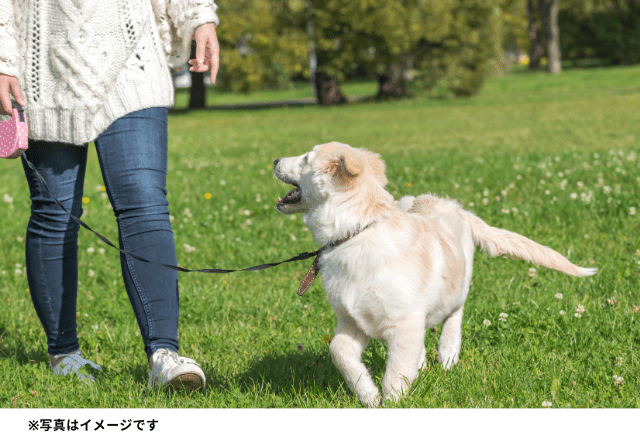 他のワンちゃんが苦手で消極的な愛犬…→散歩から帰ると急変！？専門医はどうみる？