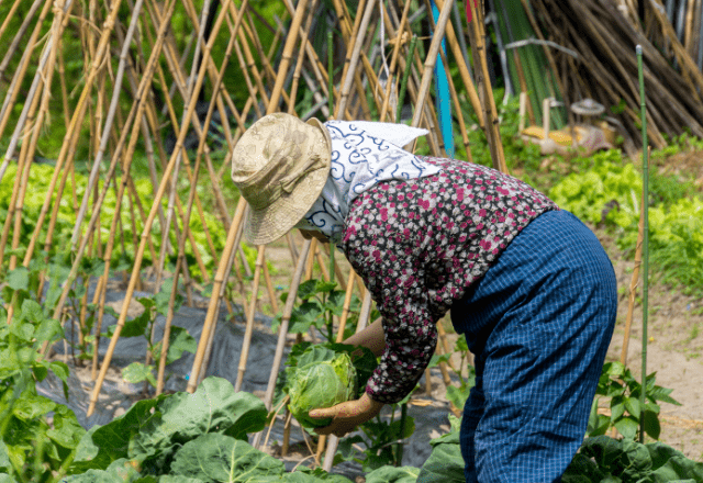 農家をやっている80代の祖父母　孫「こんなに食べれないよ」⇒祖父母から”送られてきた物”に「何歳になっても孫」