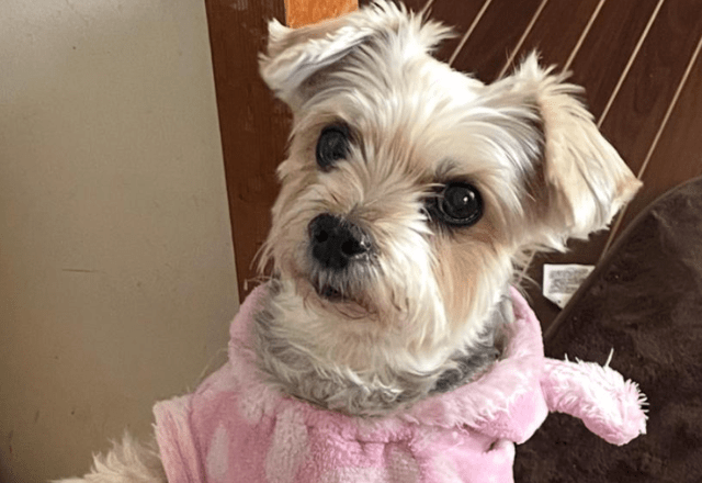 ご飯待ちの愛犬…いつもはお座りだけど⇒ご飯直前に”まさかのポーズ”で「ごめんね」「かわいすぎ!」