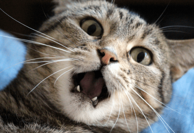 いつも飼い主に擦り寄る猫　しかし帰ってきた瞬間⇒猫「くさっ！」まさかの理由に「え？」「そんなに？」