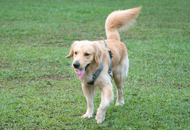 川遊び中のラブラドール 尻尾を振りまくった結果⇒翌日”まさかの様子”に「そんなことある!?」