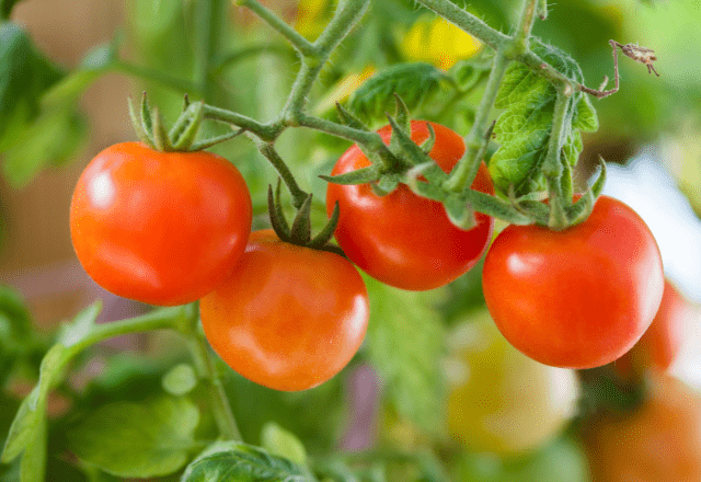 家庭菜園を持つ70代の祖父母　孫がミニトマトの苗を倒すと⇒祖父母の”優しすぎる対応”に「思わず笑顔になった」