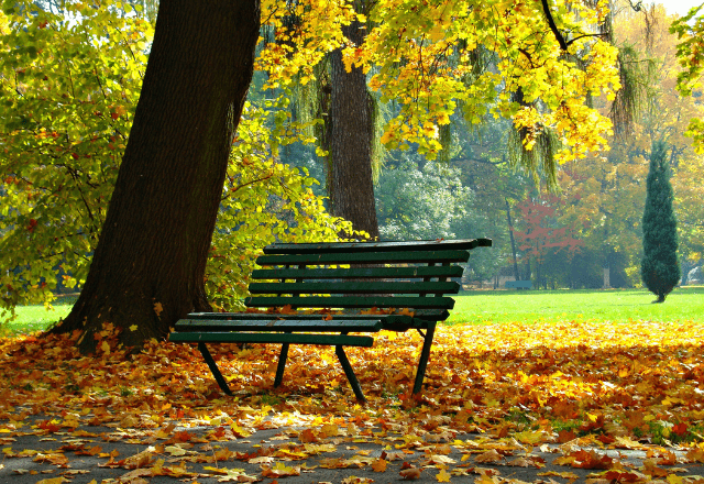 孫と遊ぶ70代の祖父母　祖父が落ち葉を拾うと…→まさかの”ごっこ遊び”に「周囲まで笑顔に」「この時間が一番の贅沢」