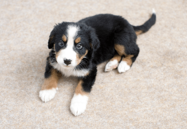 家に迎えたばかりの子犬…「クゥン」と鳴くので様子を見ると→予想外の姿に「心配しすぎやった」「思わず笑った」