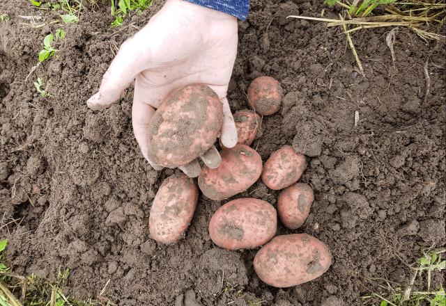 野菜を収穫する70代の祖父　孫が祖父に駆け寄った結果⇒「大切な思い出」「心が温まった」