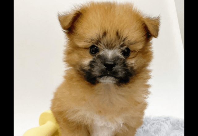 ペットショップで一目惚れした愛犬　昔の写真を見返すと⇒成長した後の変貌に「驚いた」「笑顔になった」