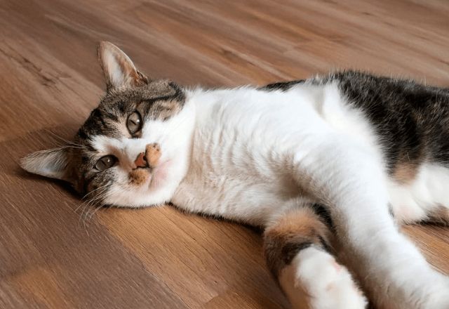 お腹が腫れている猫…慌てて病院へ行くと→獣医の“衝撃の一言”に「笑った」