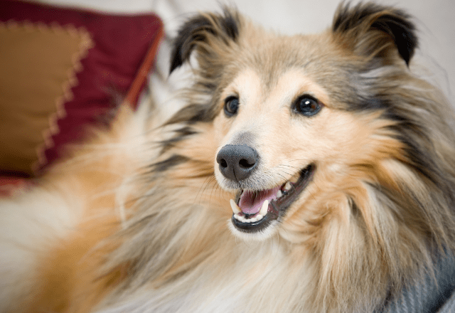 家に入れなくなった家族…「鍵を開けて」と犬に声をかけると⇒愛犬の”予想外の行動”に「笑った」「天才」