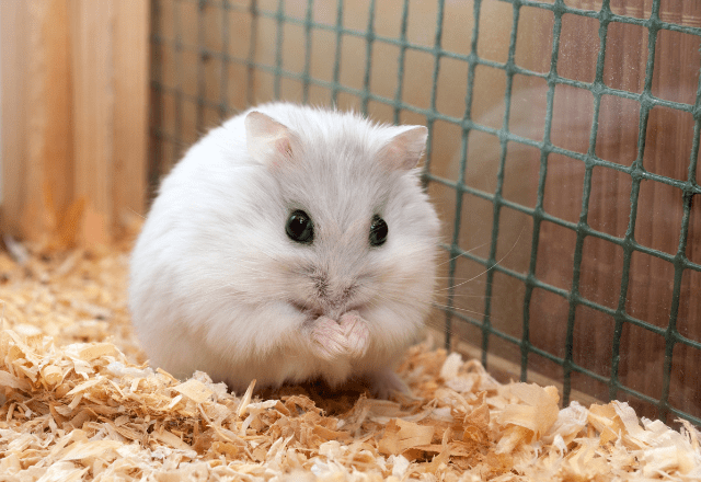 実家で飼うハムスター　巣箱にコーンチップ入れると…→ハムスターの”まさかの行動”に「そんなに！」「家族全員大笑い」