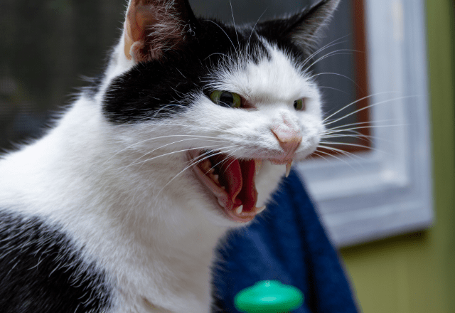 愛猫の気性が荒い…三階建てに建て替えると⇒性格が変わり「家族との時間が増えた」