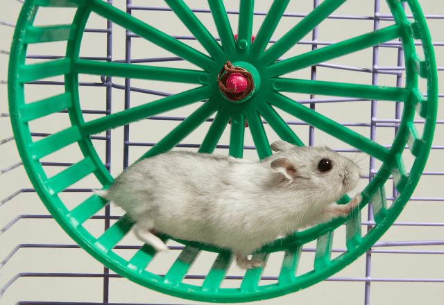 暗闇で回し車を走るハムスター　そっと電気をつけてみると⇒見せた“意外な表情”にほっこり