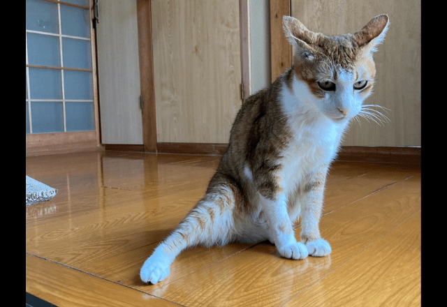 2階のベランダから落ちた愛猫　病院では異常なく家に帰ると…⇒まさかの様子に「すごいな～」「甘えたかったのかな」