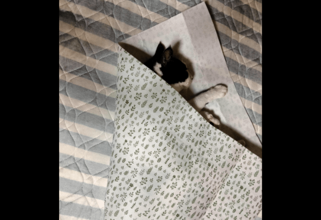保護猫を飼う飼い主　猫がゴロゴロしていると⇒まさかの状態に「猫クレープ」「自分で包まった」