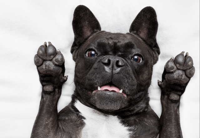 帰宅しても”お迎えしない愛犬”に違和感…心配で寝室を覗くと⇒愛犬「しまった!」まさかの行動に爆笑!?