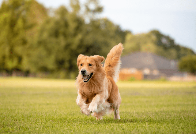 愛犬と散歩中…近所のお寺で池を発見⇒愛犬の”まさかの勘違い”で「思わず爆笑」