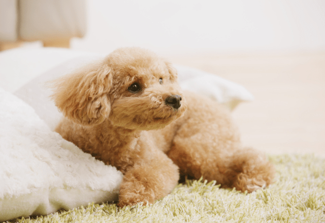 エアコンの風が好きな犬 お気に入りのぬいぐるみを集めると⇒思いがけない行動に「なんて可愛いの!」