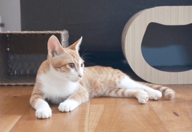 リモートワーク中…愛猫が資料チェック!?⇒敬語で報告した結果「にゃんこ上司」「上司の巡回」