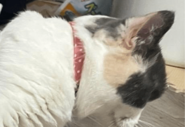 狭い空間が好きなマンチカン 床にズボンを置くと⇒猫の”予想外の姿”に「なにしてるの!」