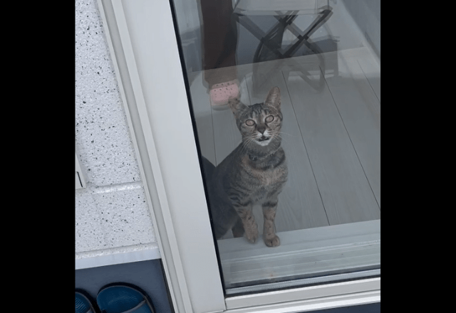 洗濯物でバタバタする飼い主　すると愛猫が勘違い！？⇒助けに来た姿に「動画撮ってよかった！」