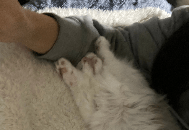 大人しい性格の子猫 保護してから1週間が経つと⇒まさかのポーズに「おっさんみたい」