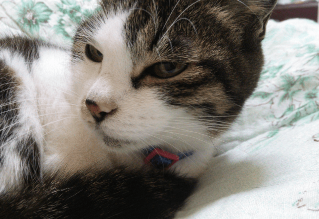 ベランダで…愛猫が網戸に猛ダッシュ スイスイ登る姿に「忍者!?」しかし次の瞬間⇒まさかの弱点に「あまりに面白い」