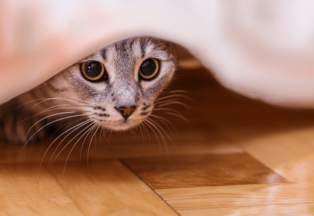 帰宅したら愛猫が消えた!?家中で名前を呼び、絶望した瞬間に⇒思わぬ場所から現れ「ここか」