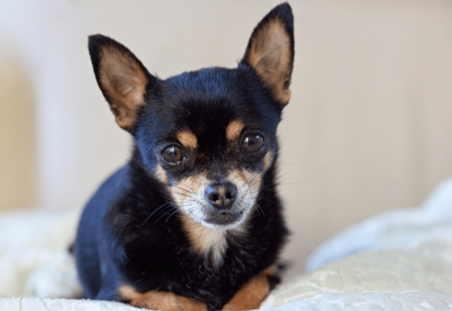 玄関を開けると“ふかふかの道”！？愛犬の謎なお出迎えに「思わず笑った」