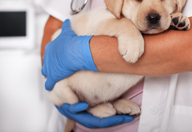 病院で…診察台に乗らない犬。すると「あらら…？」まさかの状態の姿に「乗るんかーい！」